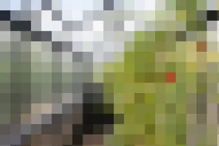 Doerebout 22 Koudum thumbnail 40