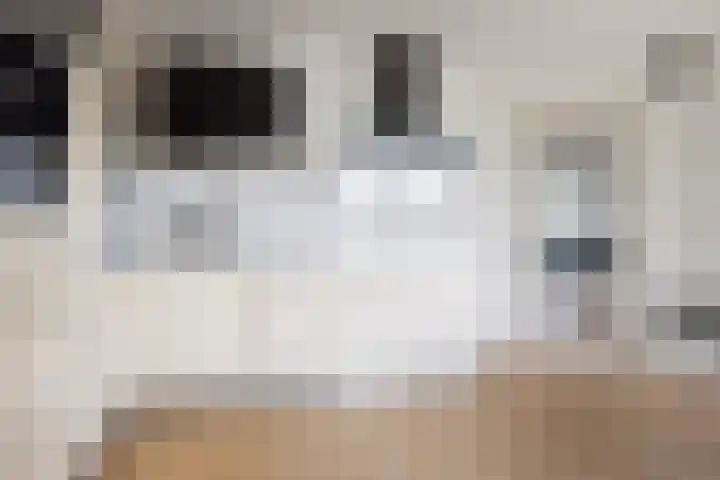 Doerebout 26 Koudum thumbnail 17