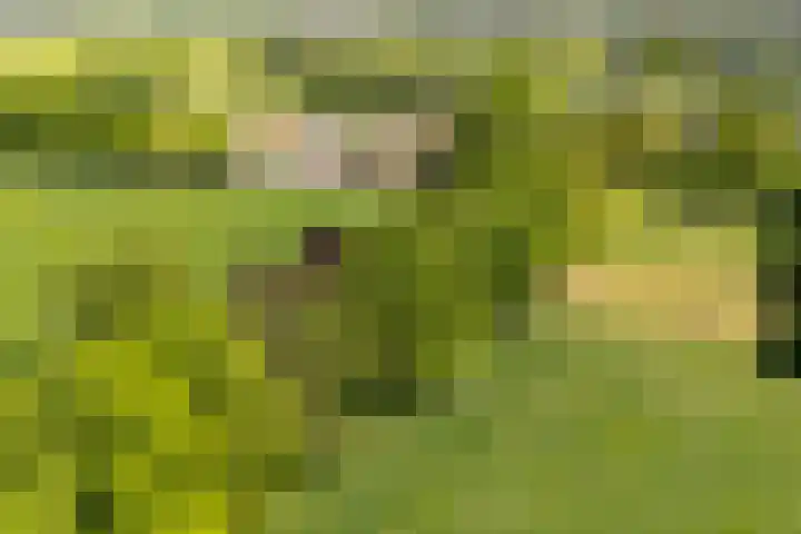 Doesburgseweg 22 Wehl thumbnail 32