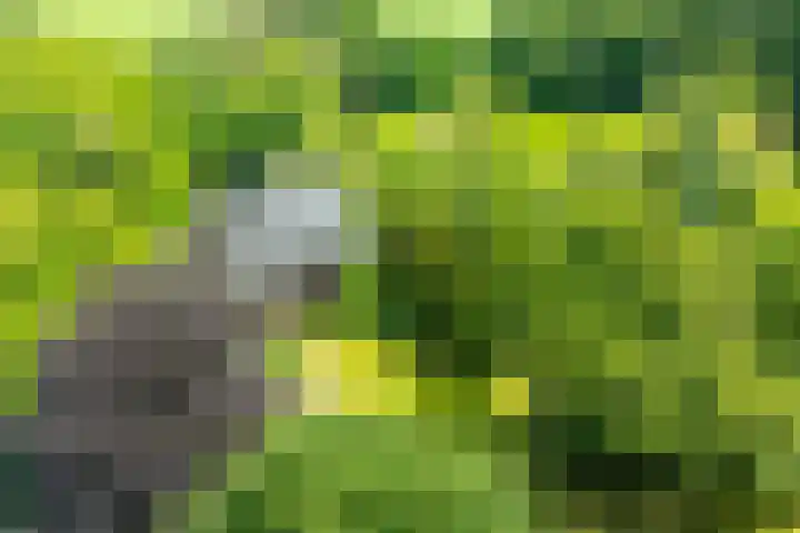 Doetinchemseweg 72 Zelhem thumbnail 6