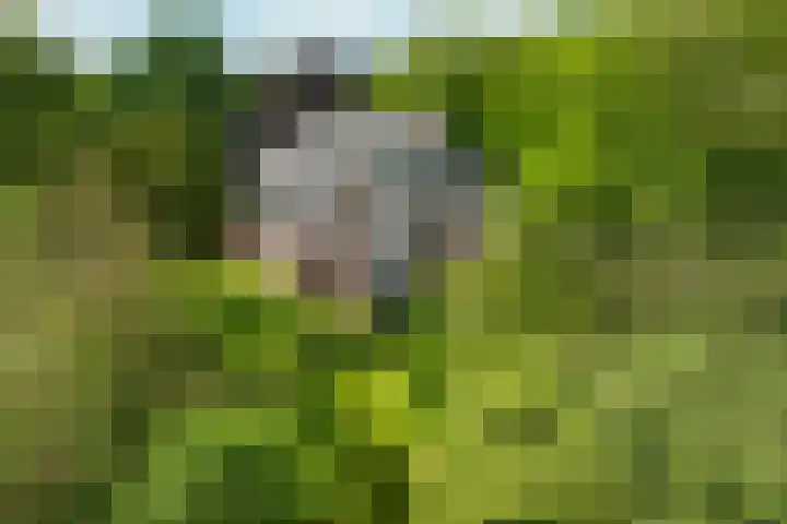 Doetinchemseweg 72 Zelhem thumbnail 9