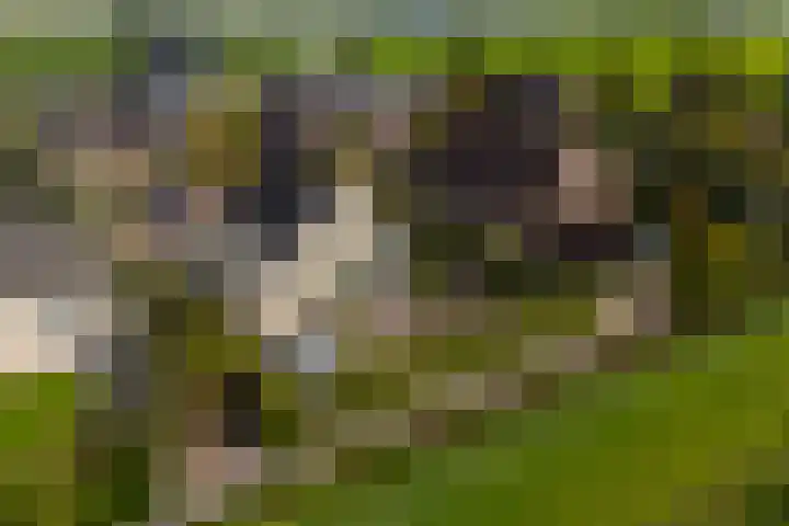 Doetse Vliet 20 Giessenburg thumbnail 50