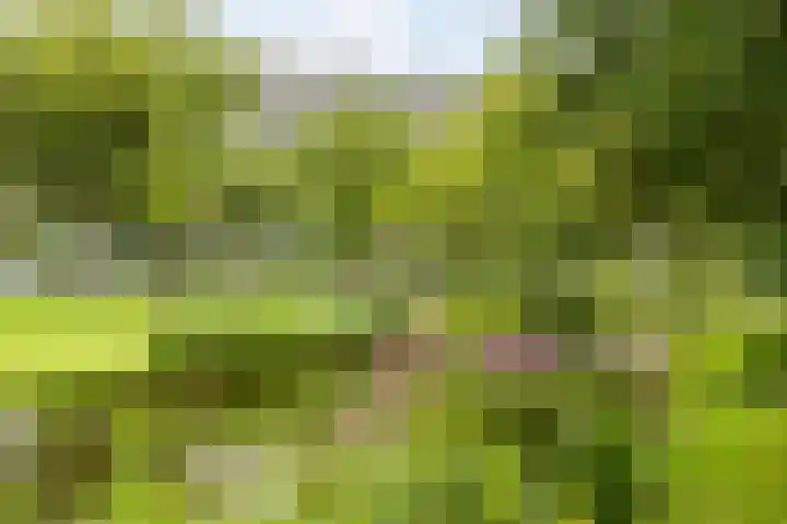 Doezastraat 15 A Rotterdam thumbnail 51