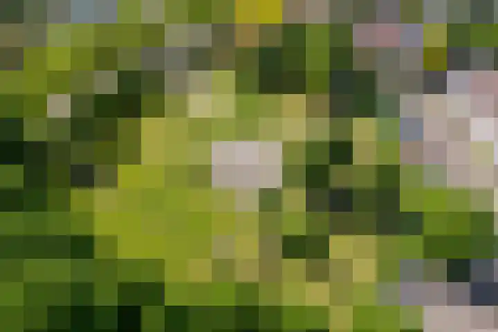 Dokstraat 61 Nijmegen thumbnail 30