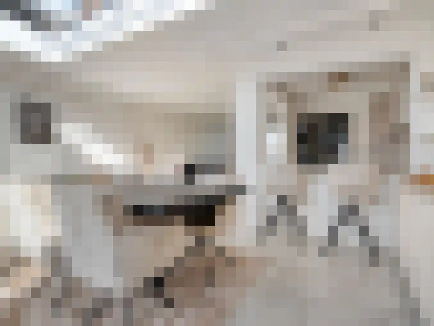 Dokter Akkermansstraat 19 Drunen thumbnail 11