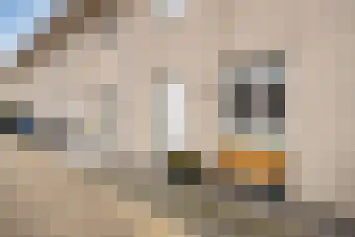Dokter Diamantlaan 29 Hoek van Holland thumbnail 8