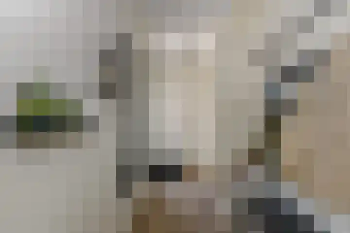 Dokter J. van Heuvenweg 20 Lieren thumbnail 18
