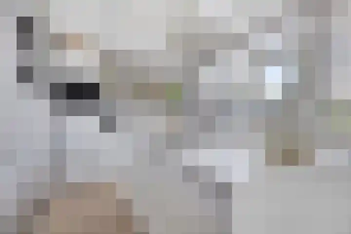 Dokter Kanterslaan 190 Grave thumbnail 15