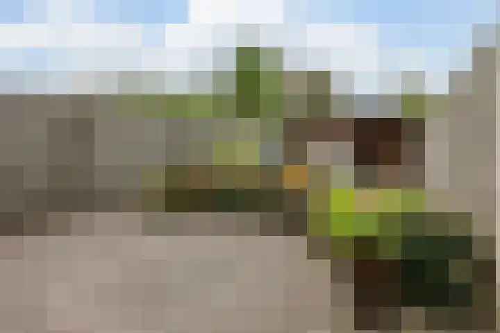 Dokter Kanterslaan 89 Grave thumbnail 19