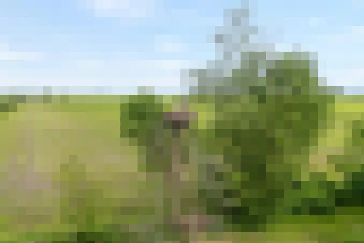 Dokter Larijweg 136 Ruinerwold thumbnail 128