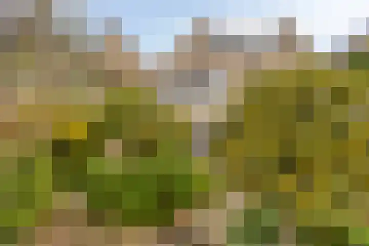 Dokter Perquinstraat 17 Leidschendam thumbnail 61