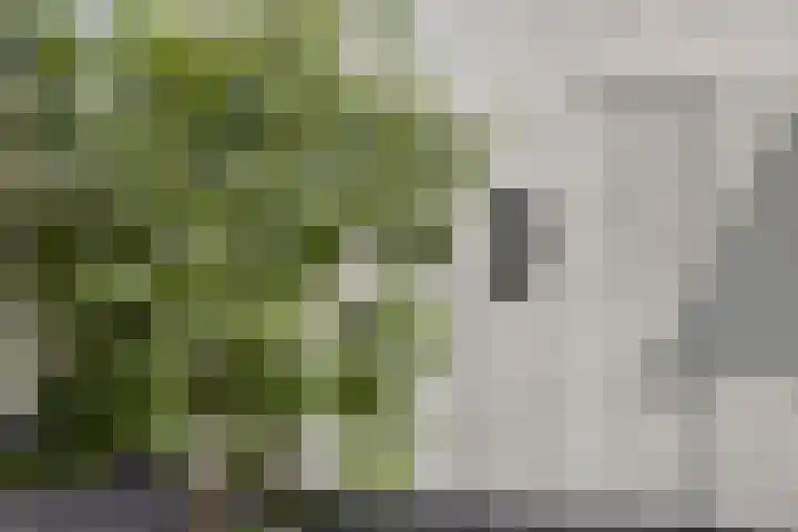 Dokter Timmerslaan 5 Beek en Donk thumbnail 9