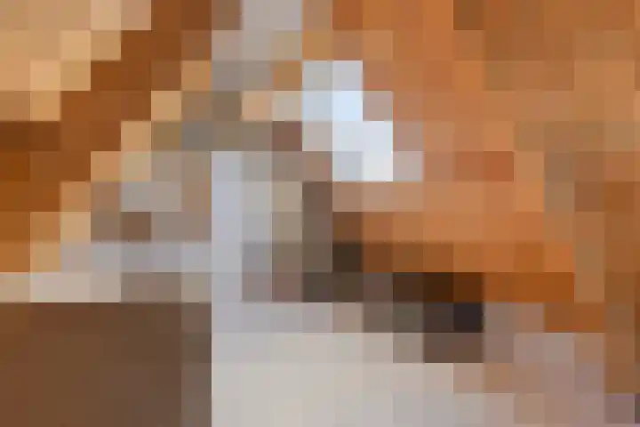 Dokter Timmerslaan 79 Beek en Donk thumbnail 30