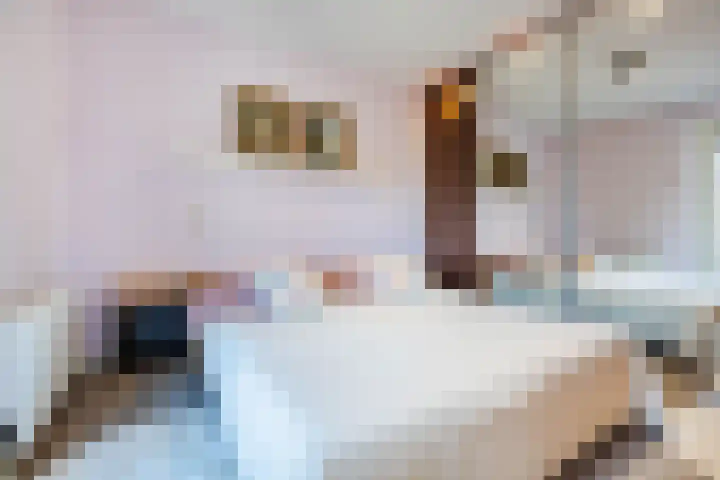dokter van de Karplein 4 Hoogerheide thumbnail 12