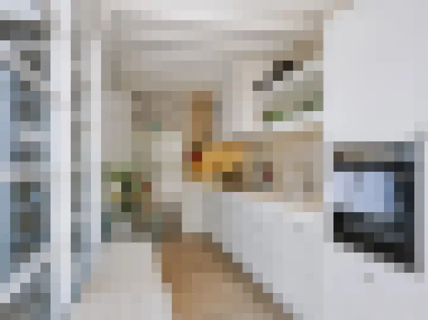 Dokter van Peltlaan 24 Bergen (NH) thumbnail 17