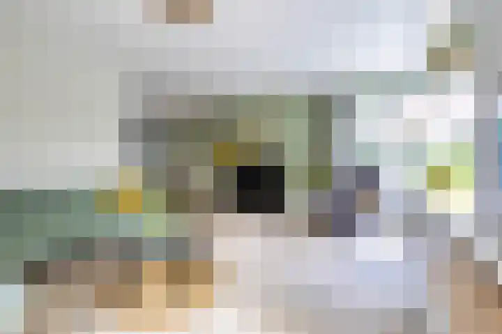 Dokter van Peltlaan 74 Bergen (NH) thumbnail 14