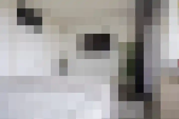 Dokter van Stratenweg 667 Gorinchem thumbnail 16