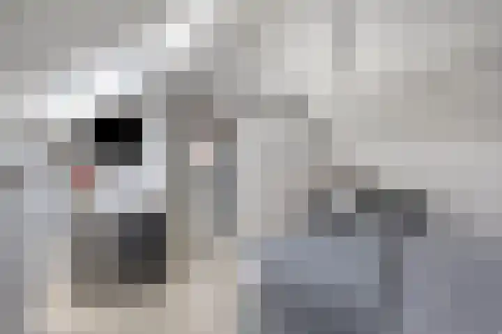 Dokter van Wieringenstraat 25 Waardenburg thumbnail 36