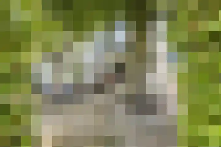 Dokter Verbeecklaan 2 Sint Anthonis thumbnail 5