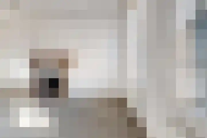 Doktersdreefje 2 Steenbergen thumbnail 11