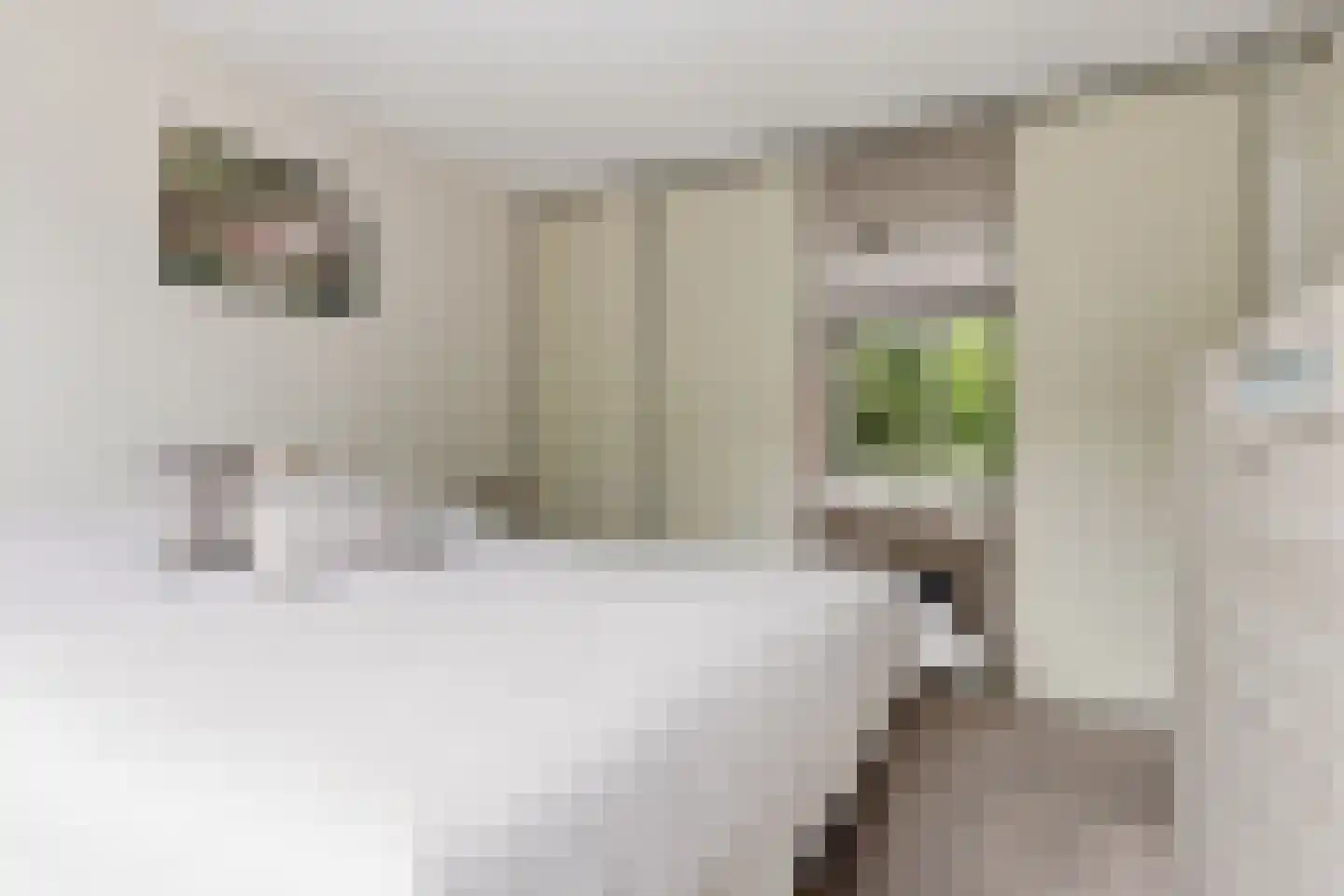 Doktersland 10 Koog aan de Zaan thumbnail 17