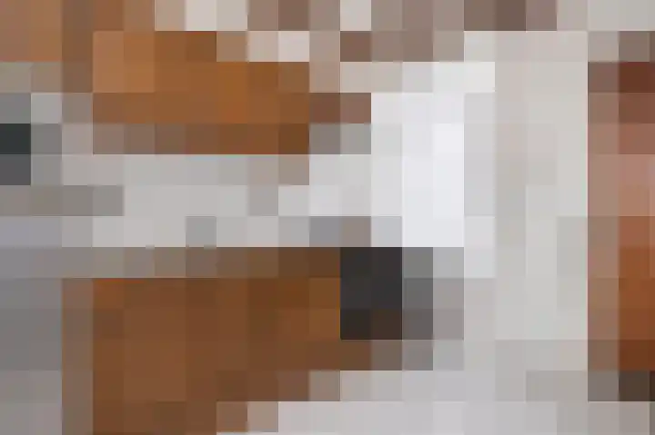 Doktersweg 9 Echt thumbnail 15