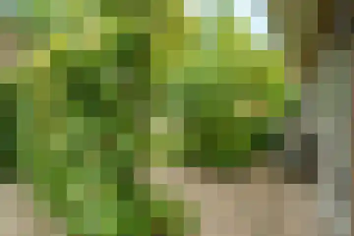 Dolderstraat 10 Wageningen thumbnail 5