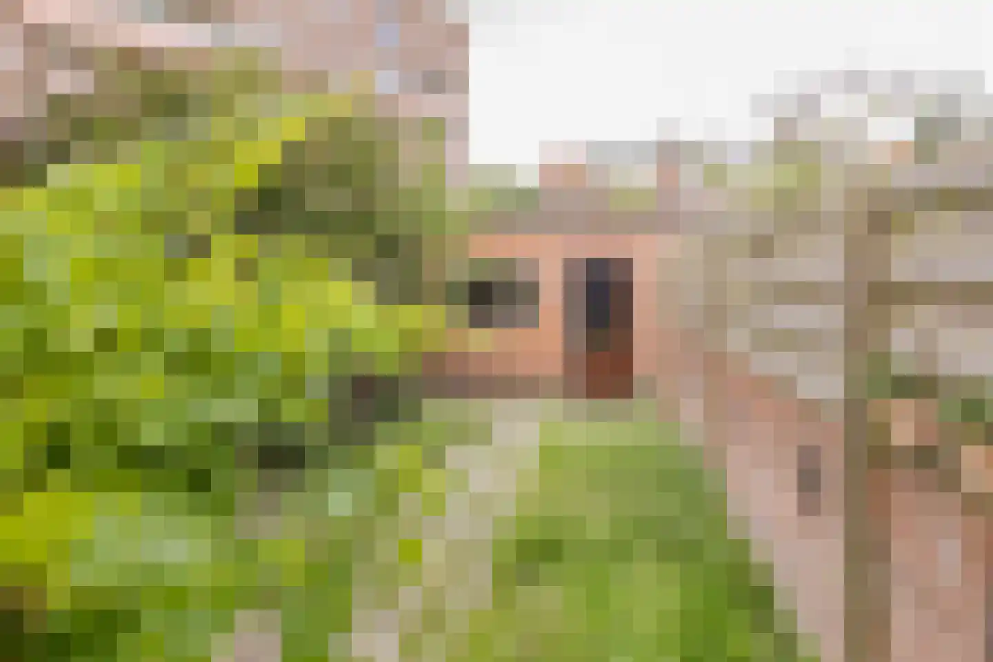 Dolfijnstraat 228 IJmuiden thumbnail 16