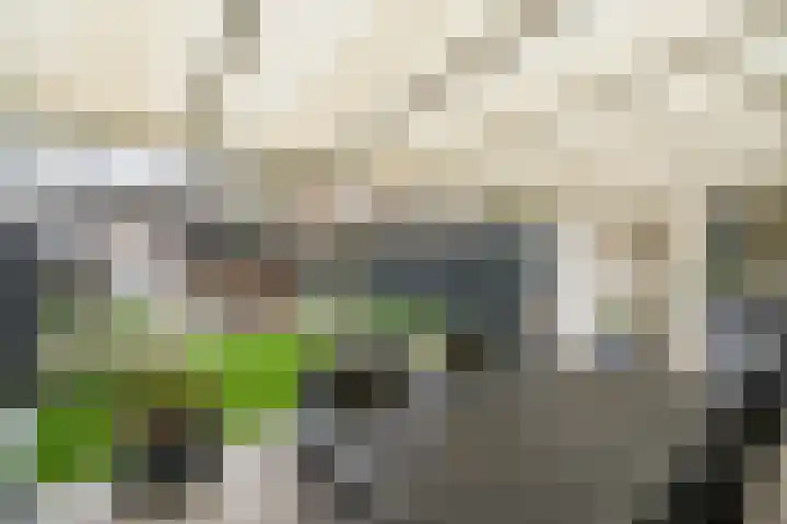 Dolik 11 Geldrop thumbnail 38