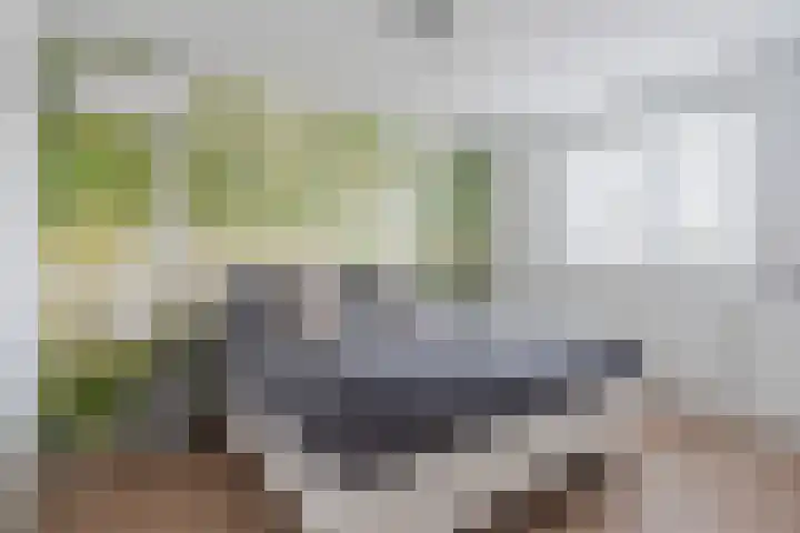 Dollarhof 15 Valkenswaard thumbnail 19