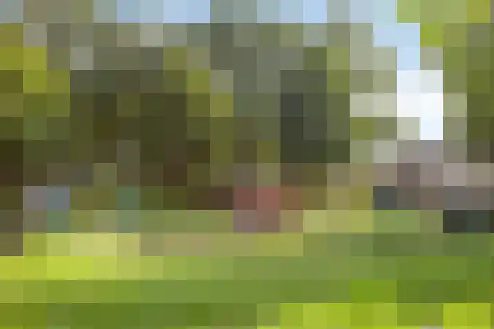 Dollarhof 39 Valkenswaard thumbnail 41