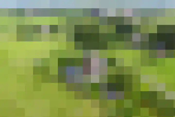 Dollemansstraat 4 Baak thumbnail 11