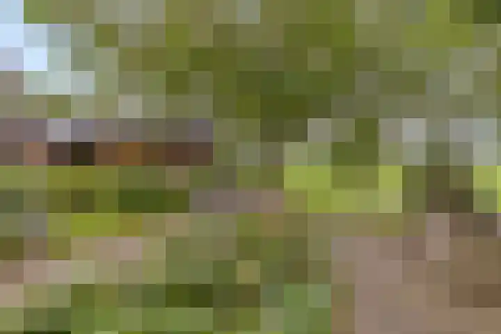 Dollemansstraat 4 Baak thumbnail 20