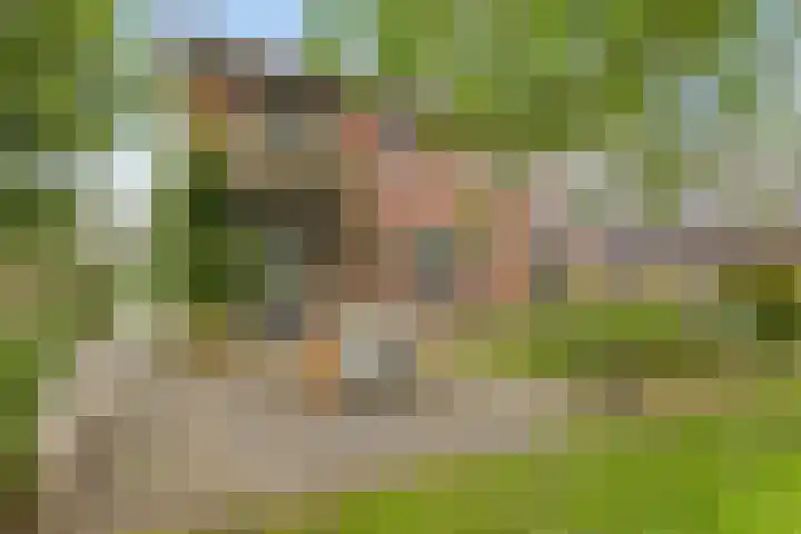 Dollemansstraat 4 Baak thumbnail 4