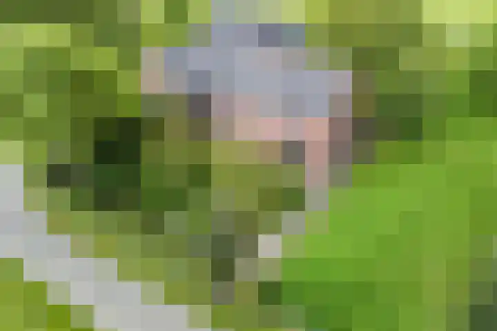 Dollemansstraat 4 Baak thumbnail 6
