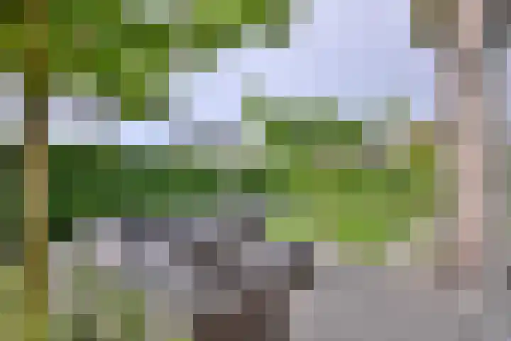 Dolskamp 2 Wijhe thumbnail 32
