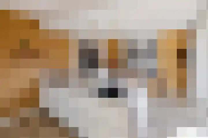 Dolskamp 34 Wijhe thumbnail 12