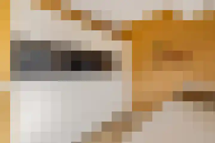 Dolskamp 34 Wijhe thumbnail 13