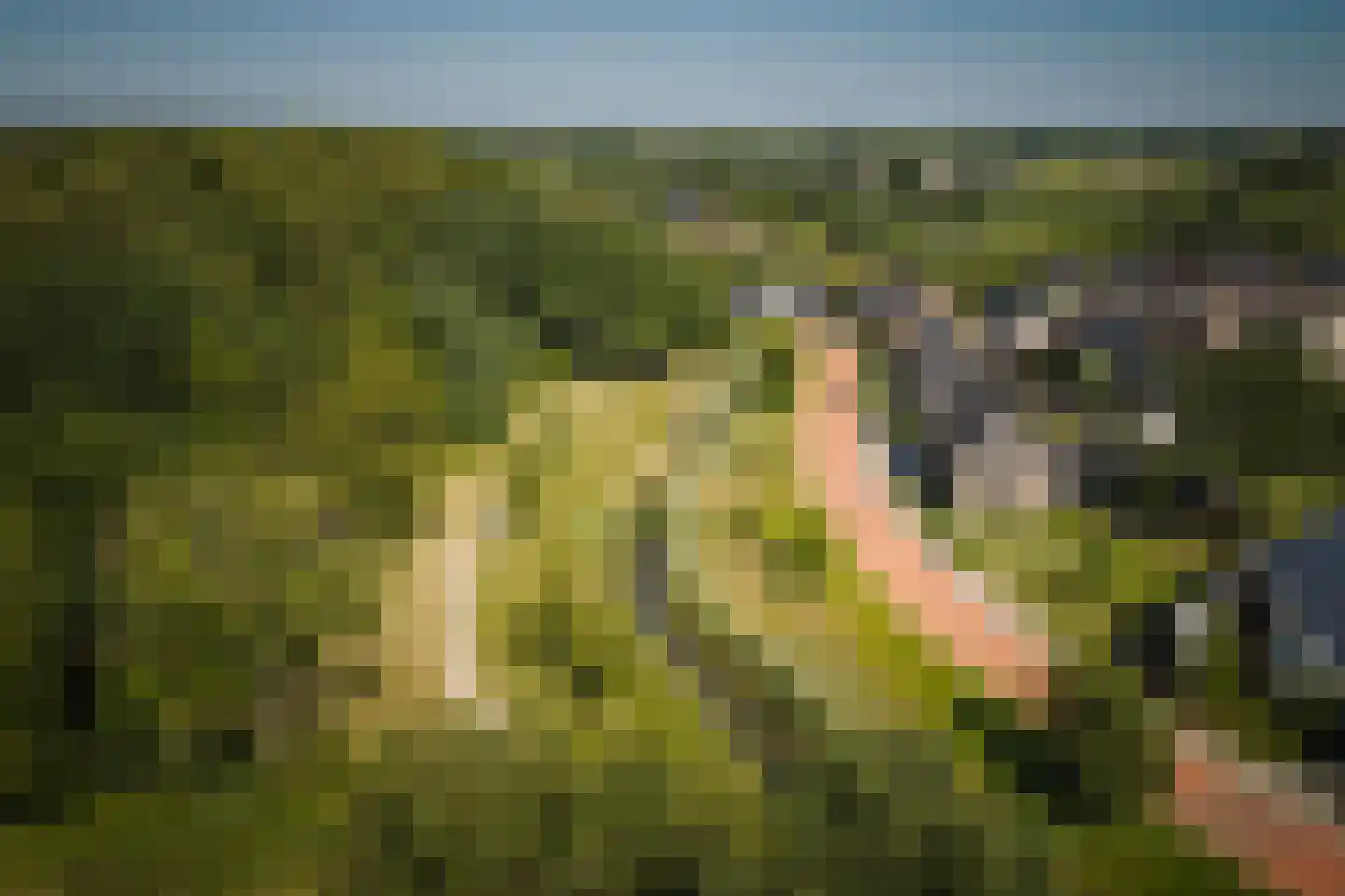 Dolskamp Wijhe thumbnail 6