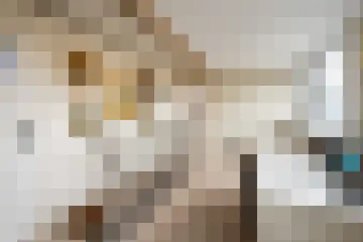 Domeinstraat 3 Hoeven thumbnail 17
