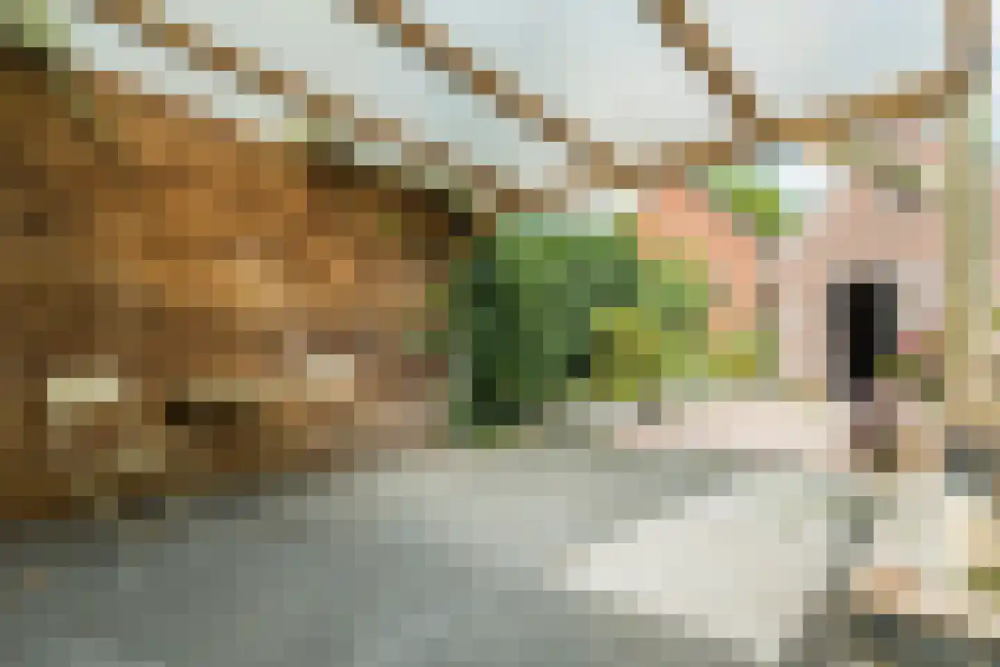 Domela Nieuwenhuisweg 32 Muntendam thumbnail 38