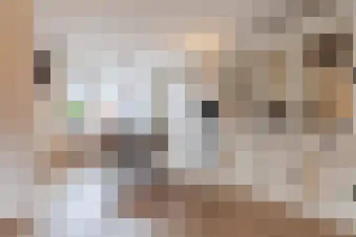 Dominee de Jonglaan 30 Venlo thumbnail 8