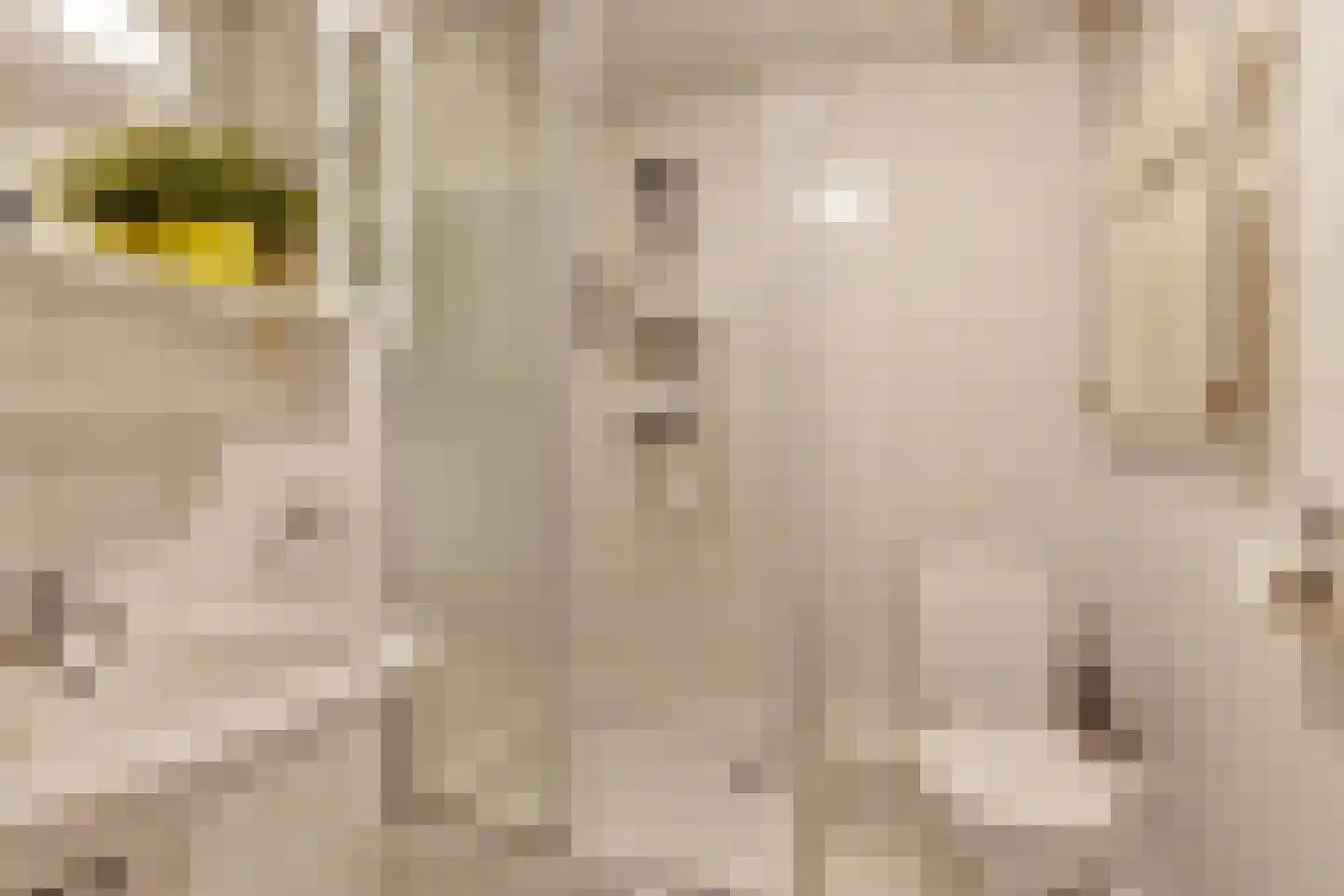 Dominee van Dorpstraat 13 Gendringen thumbnail 36