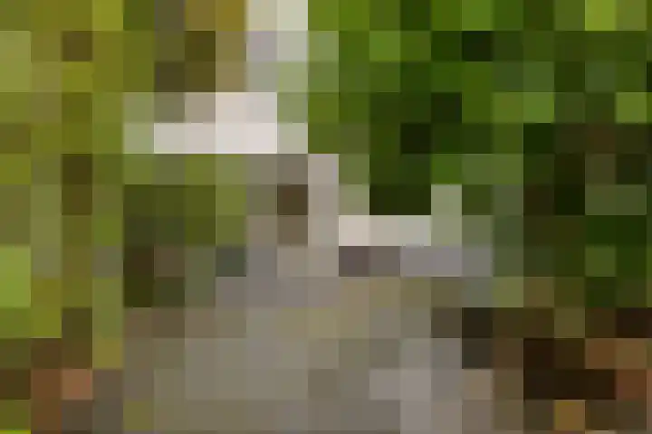 Dominee Van Ingenstraat 8 Hedel thumbnail 28