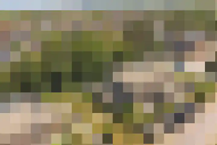 Domineesbosje 3 Burgh-Haamstede thumbnail 32