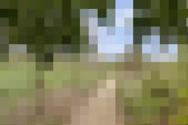Domineeshof 10 Vessem thumbnail 46