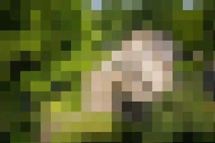 Domineesteeg 2 Gorssel thumbnail 15