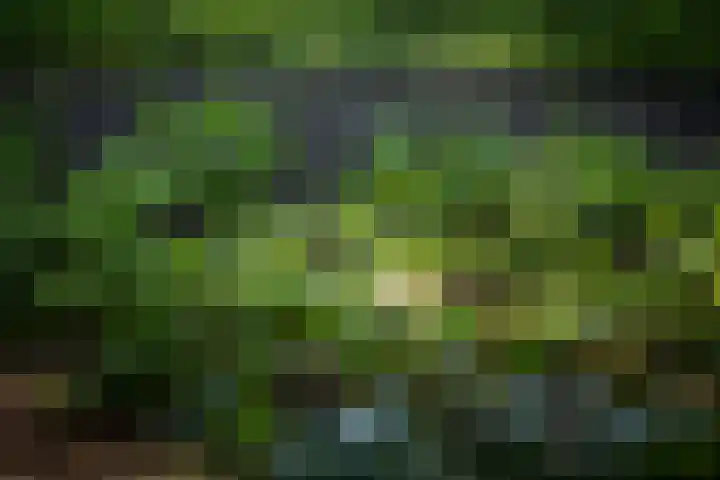 Domineesteeg 2 Gorssel thumbnail 79