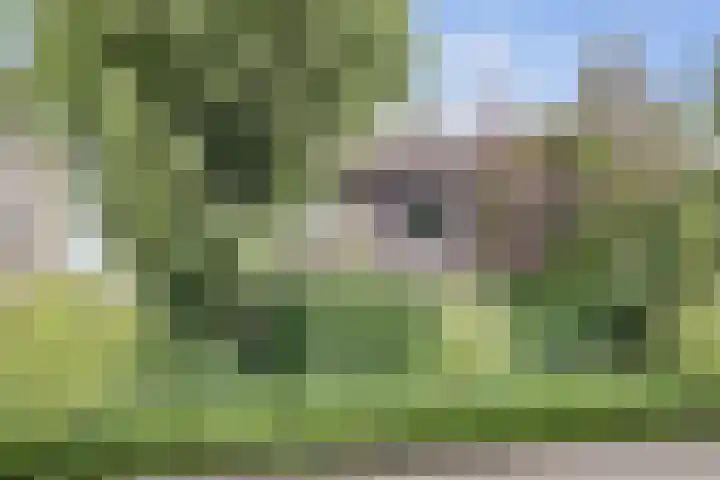 Dominicushof 19 Vianen thumbnail 42