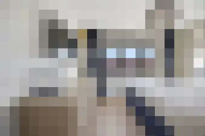 Dommel 7 Deurne thumbnail 14